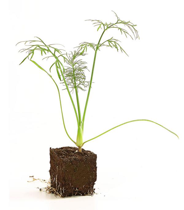 Bio Knollenfenchel, 6er Schale