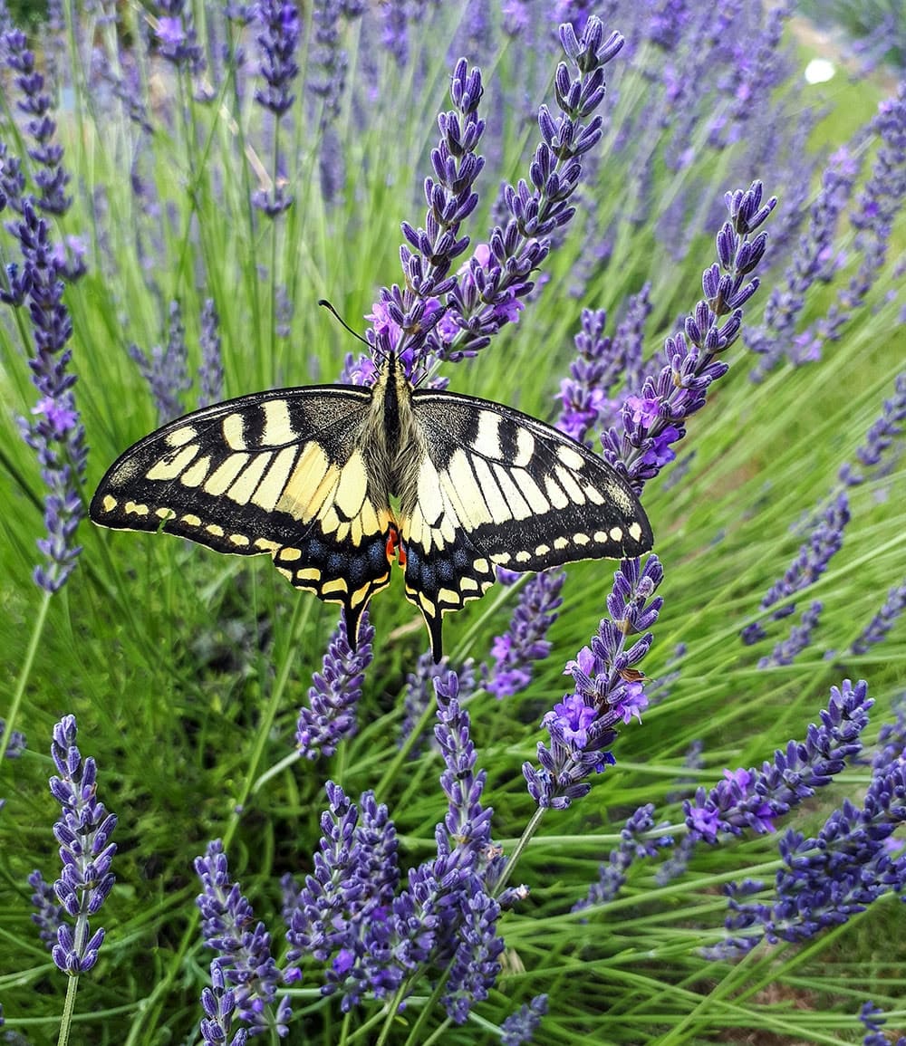 Lavendel 'Phenomenal®'
