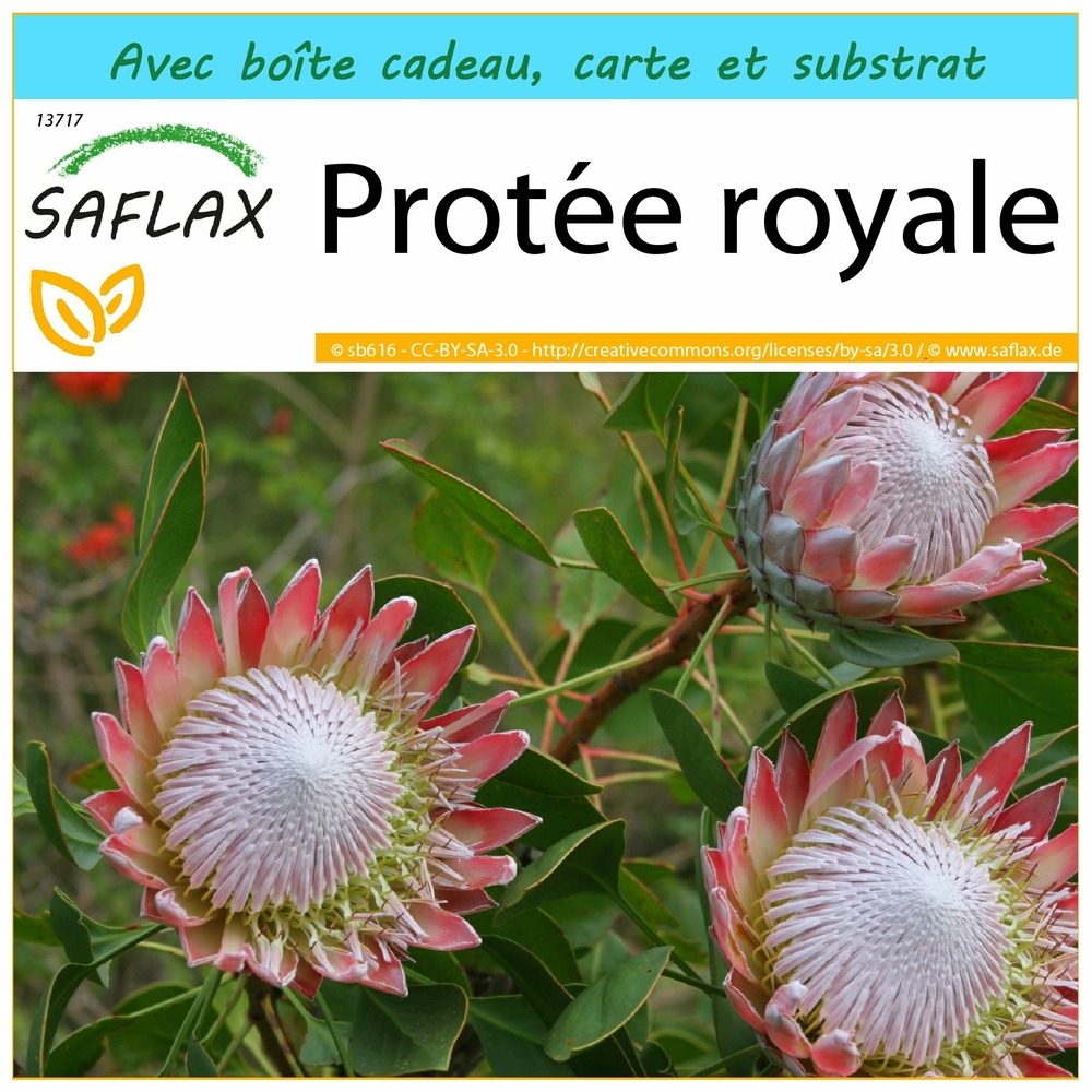 Kit cadeau - protée royale - 5 graines - protea cynaroides