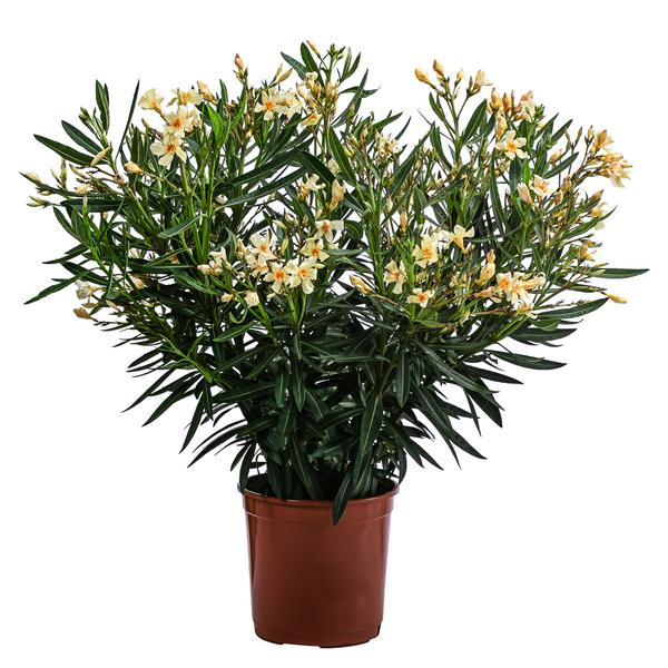 Oleander, Busch