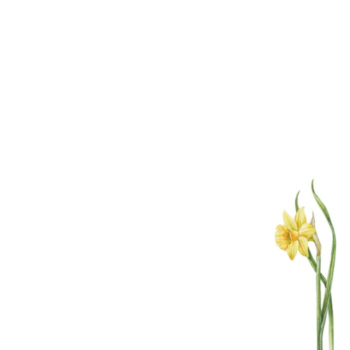 Janneke Brinkman | Paaskaart | Narcissen