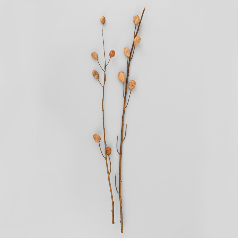2 branches 'Lady' marron
