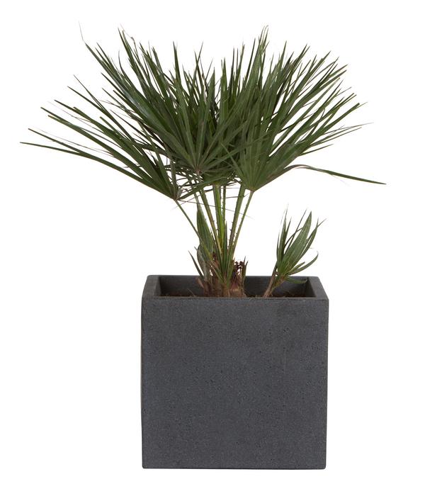 Scheurich Kunststoff-Topf C-Cube, quadratisch