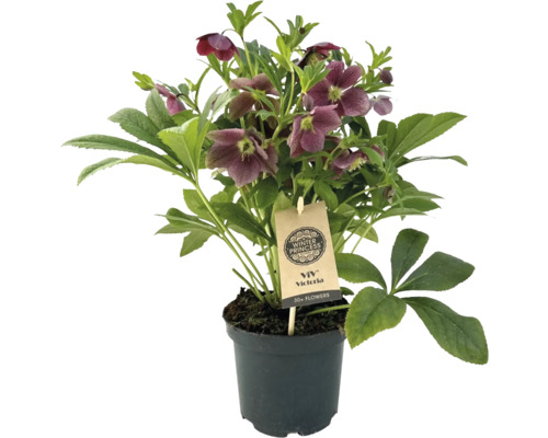 Kerstroos, Lenteroos FloraSelf Helleborus orientalis Viv Victoria Ø 17 cm pot