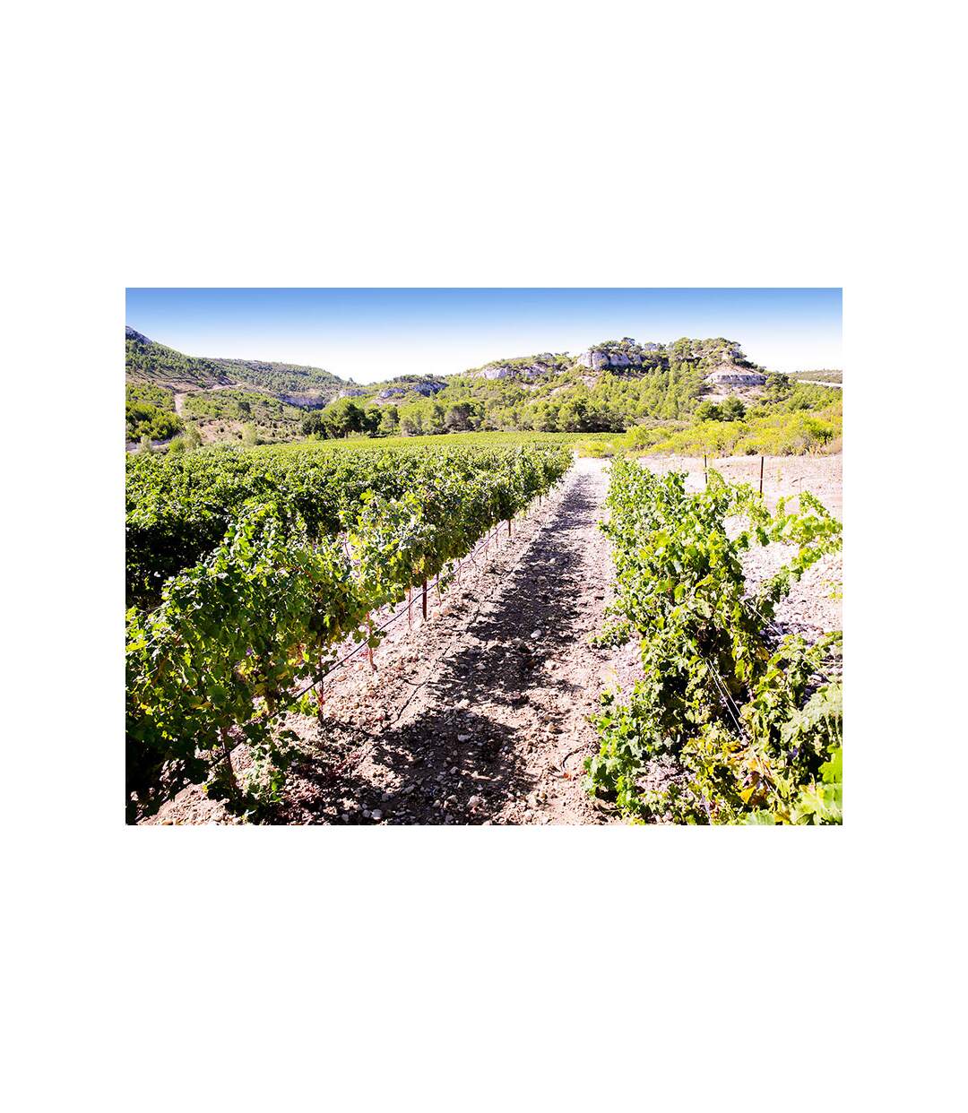 Coffret œnologique : 6 bouteilles de vin rosé à domicile - SMARTBOX - Coffret Cadeau Gastronomie