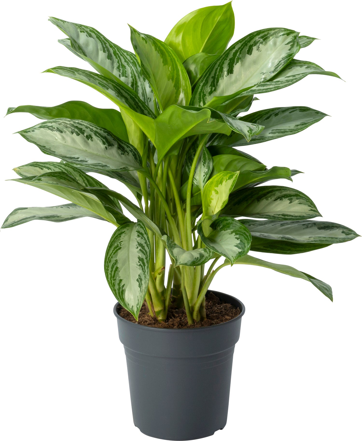 Aglaonema (Aglaonema 'Silver Bay') D 24 H 65 cm