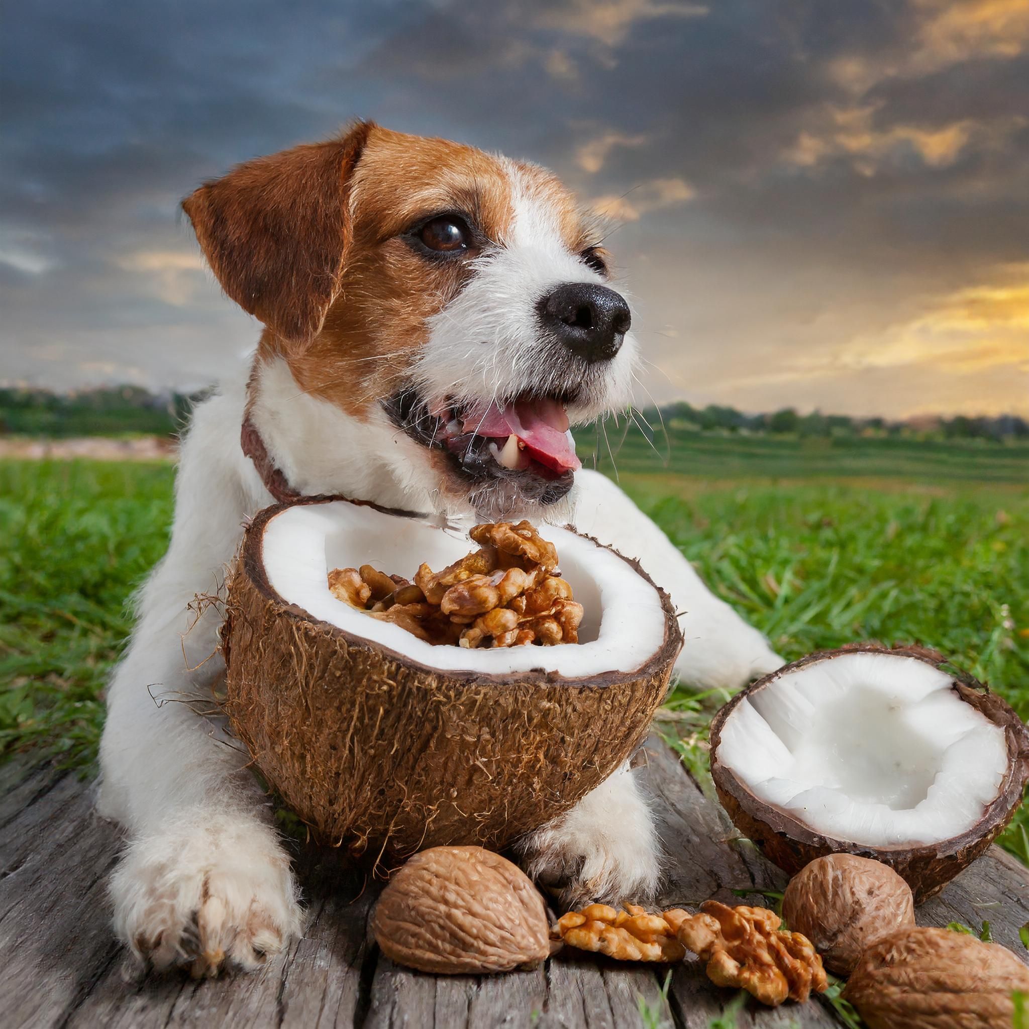 TierGlück Zeckerli® Drops mit Kokosnuss und Kardewurzel für Hunde