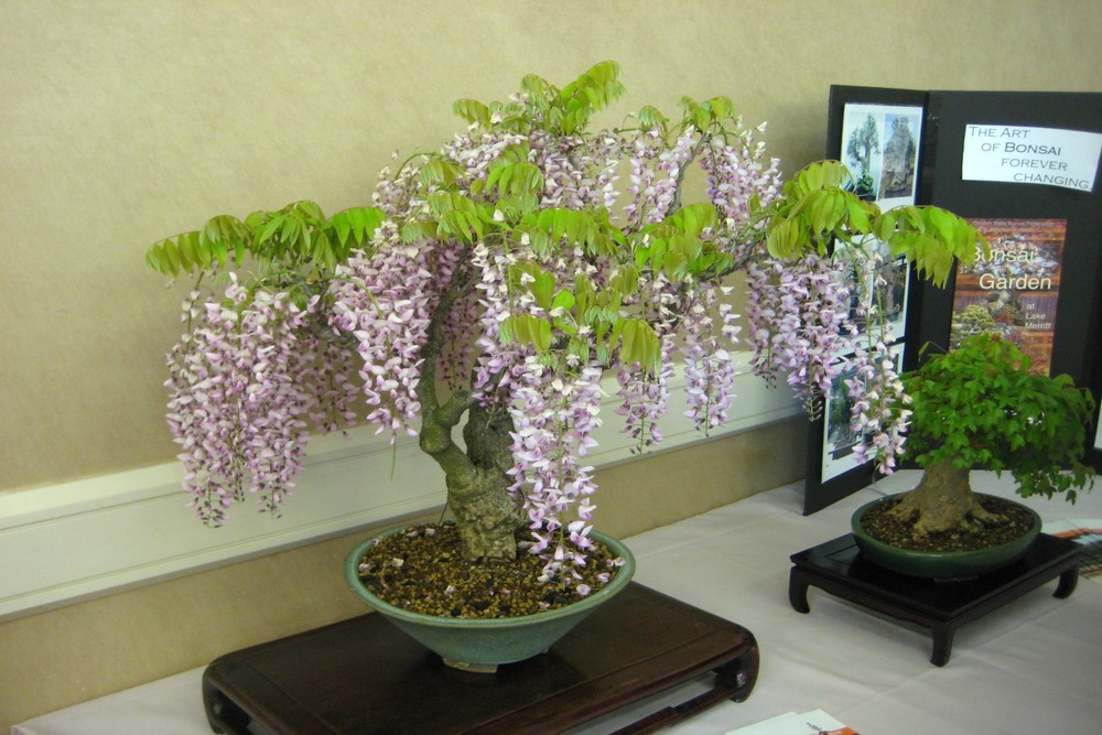 Glycine de chine - 4 graines - wisteria sinensis
