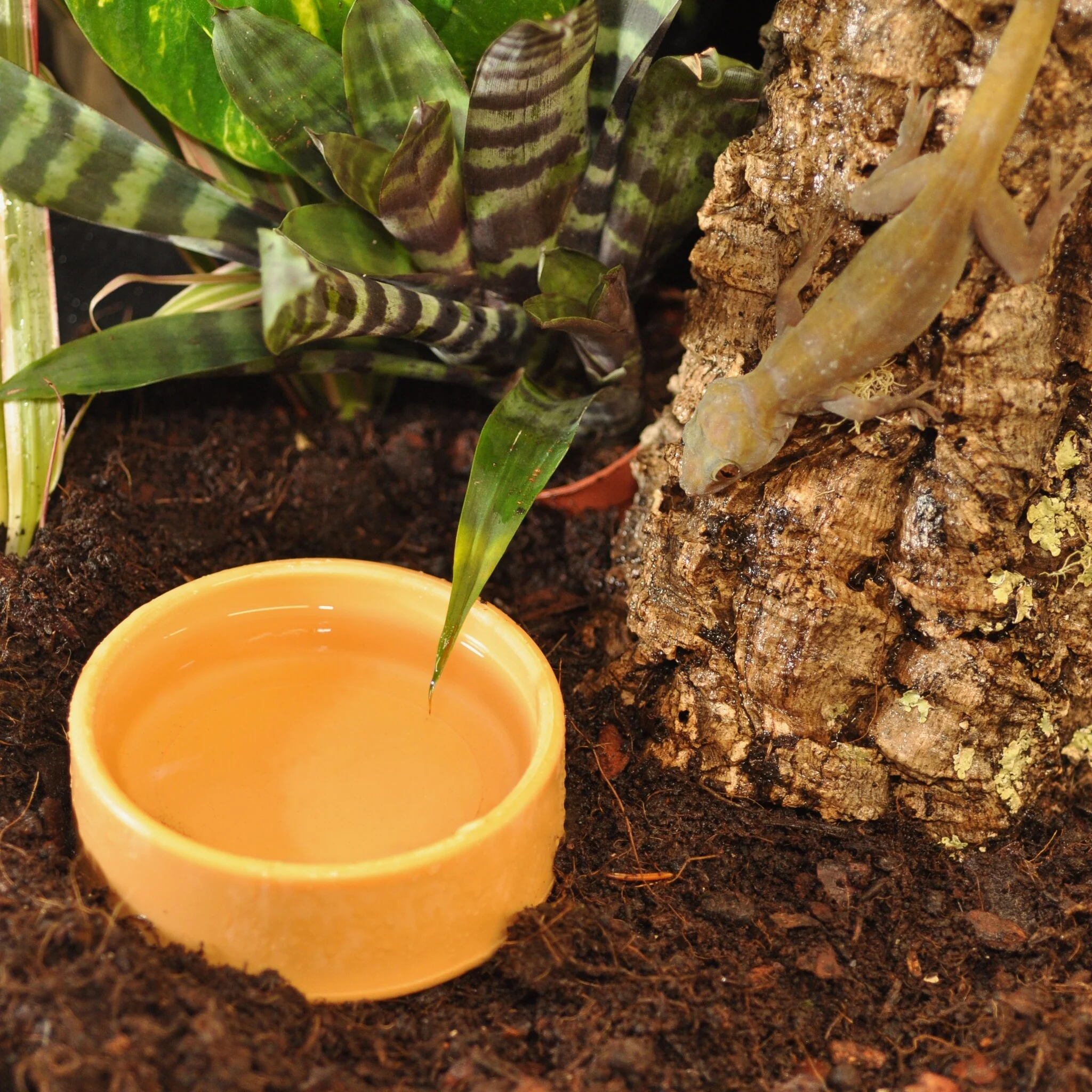 Habistat Terrarium Waterbak Plastic Rond M 9x9x3,5cm