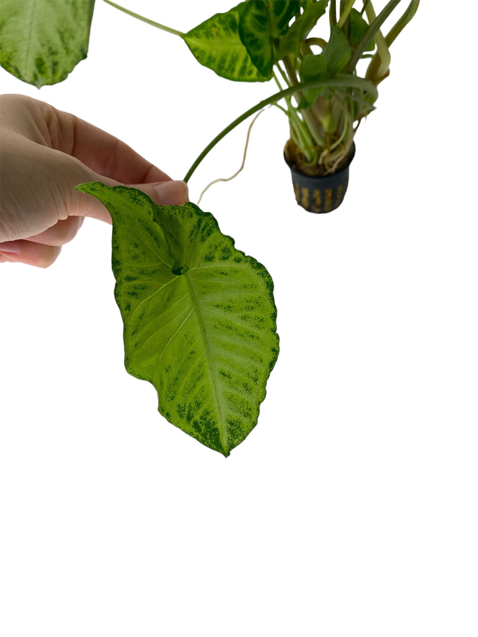 Plant Syngonium Podophyllum White Butterfly