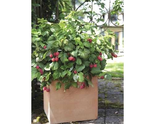 Raspberry BrazelBerry ® 'Raspberry Shortcake' ® H 25-30 cm Co 4,5 L doornloos en zonder uitlopers