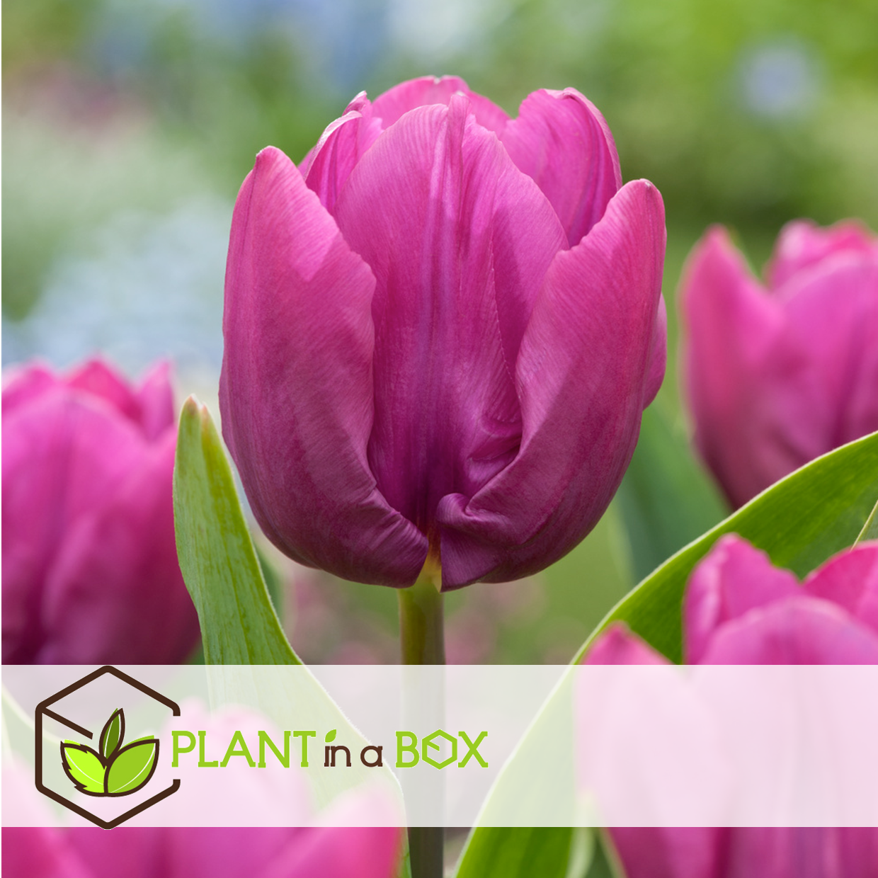 Tulipa prince mix - bulbes à fleurs x20 -tulipe - pourpre