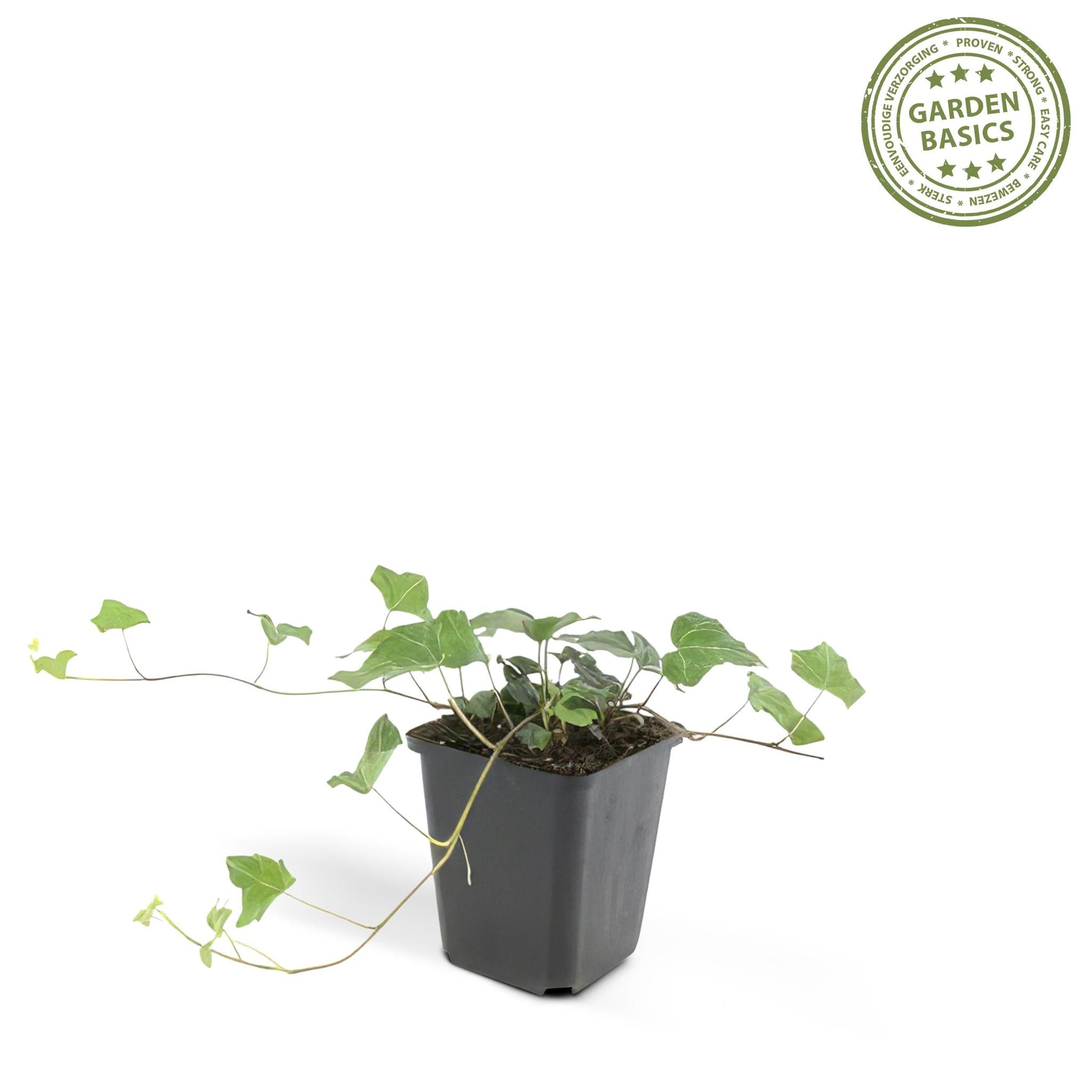 Lierre hedera helix