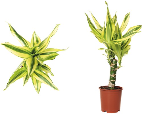 Drakenboom FloraSelf Dracaena fragrans 'Yellow Coast' H 40-50 cm Ø 11 cm pot