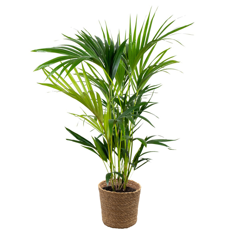 Howea forsteriana incl. Panier en jonc de mer - palmier kentia - purificateur d'air - ⌀19 cm - ↕90-100 cm