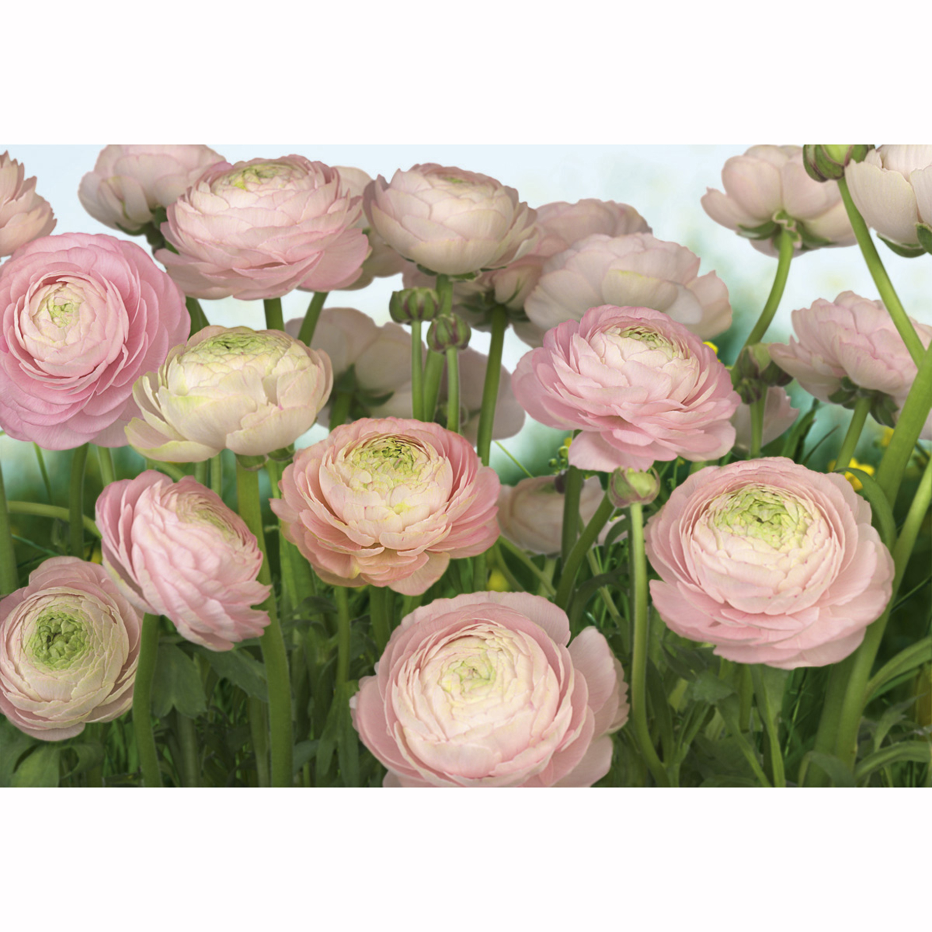Papier-Fototapete GENTLE ROSE- 3,68 Meter