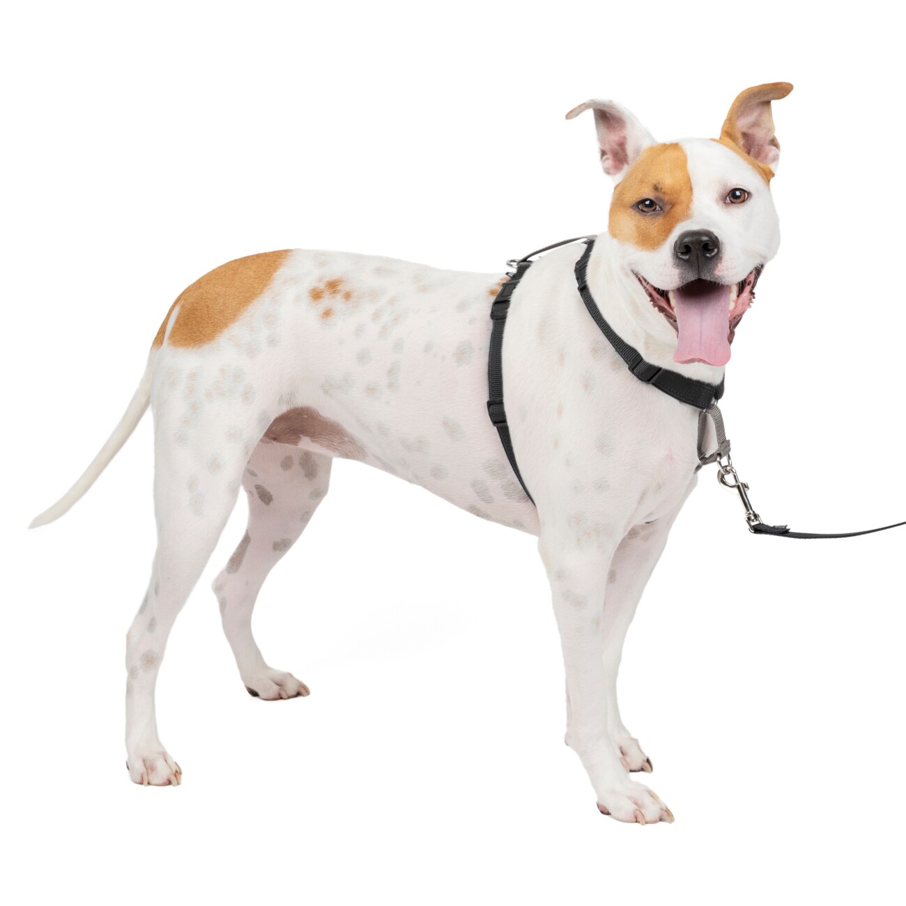 PetSafe 3-in-1-Geschirr und Rückhaltegurt M