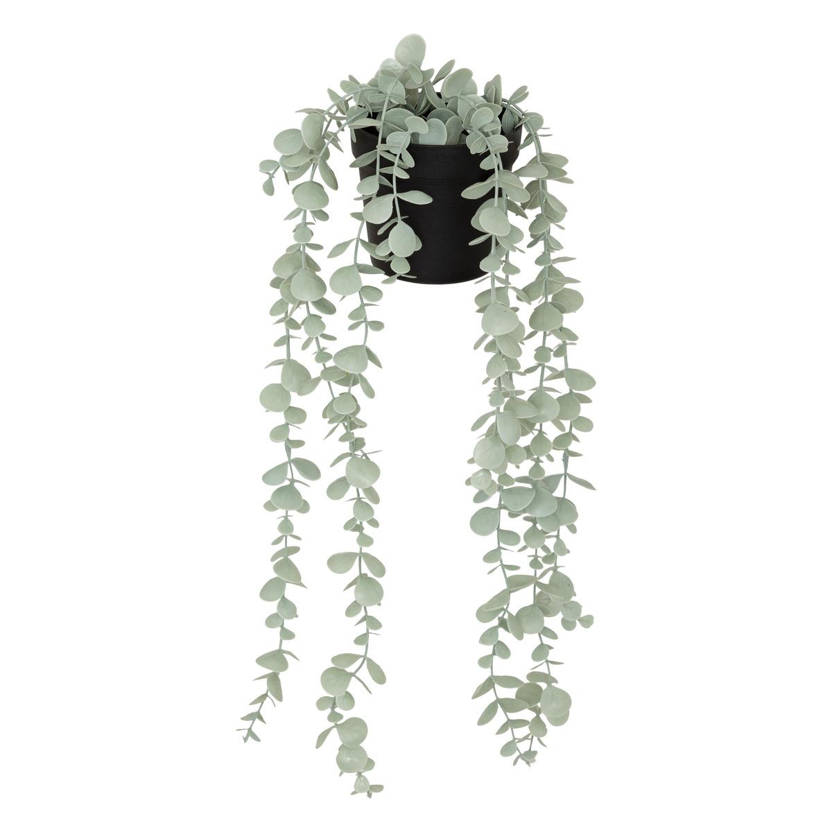 EUCALYPTUS EN POT MERLY H.51CM