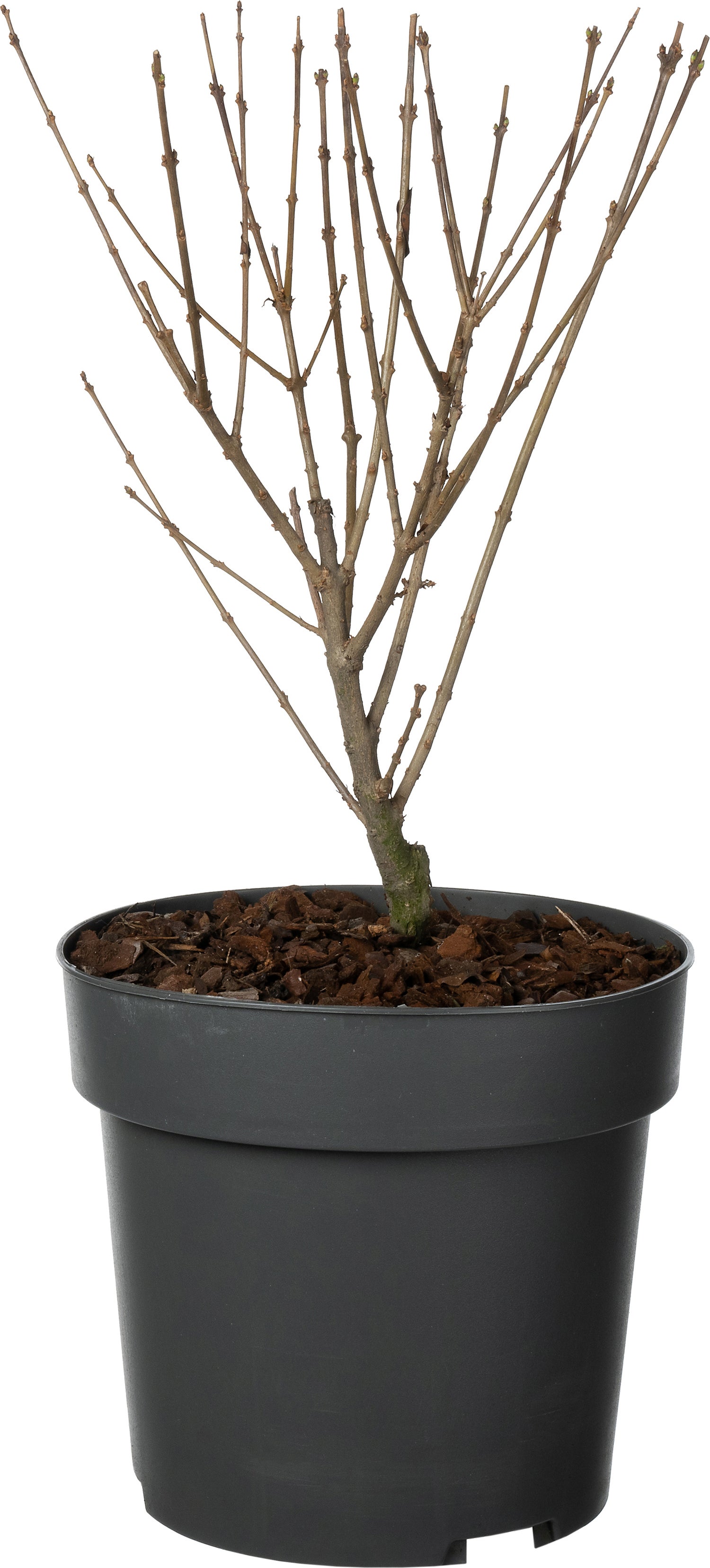 Liguster (Ligustrum ovalifolium) D 19 H 30 cm