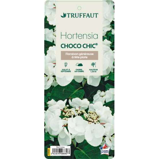 Hydrangea macrophylla Choco Chic' : C5L