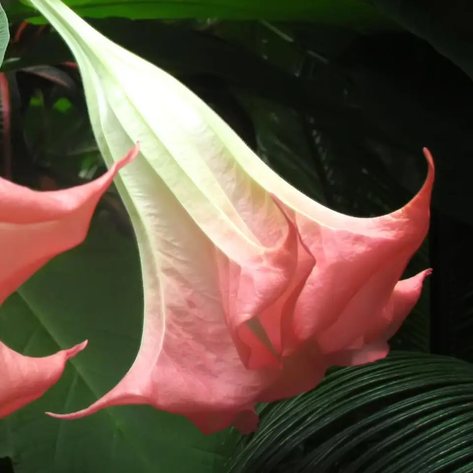 Engelentrompet - Set van 6 - Brugmansia - Hoogte 25-40cm - ⌀9cm