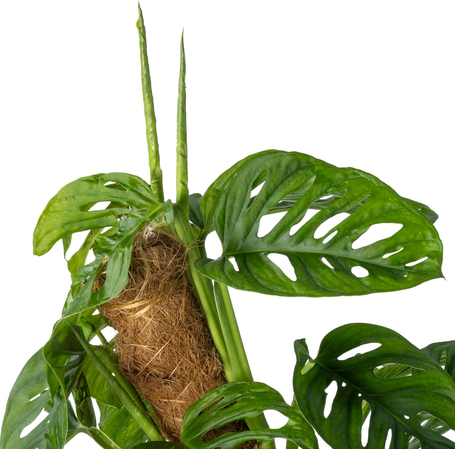 Gatenplant (Monstera obliqua 'Monkey Mask') D 20 H 140 cm