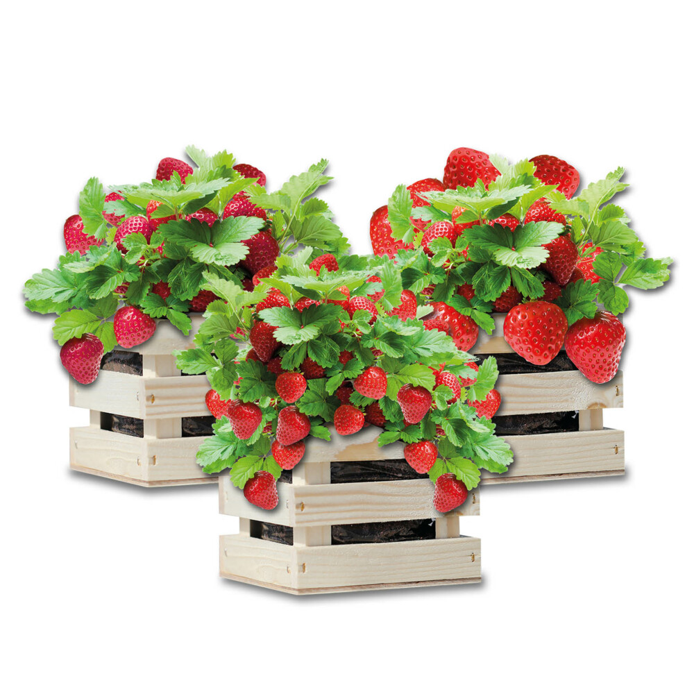 Baza Gardenbox Set Aardbeien1 set