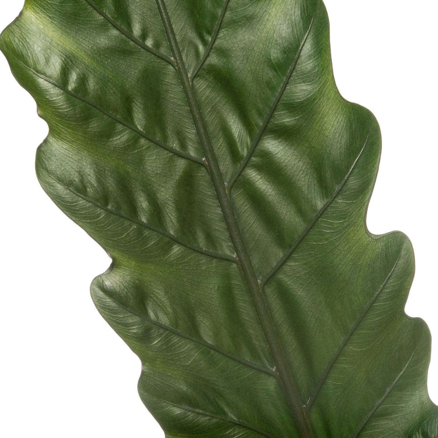 Olifantsoor (Alocasia lauterbachiana) D 19 H 75 cm