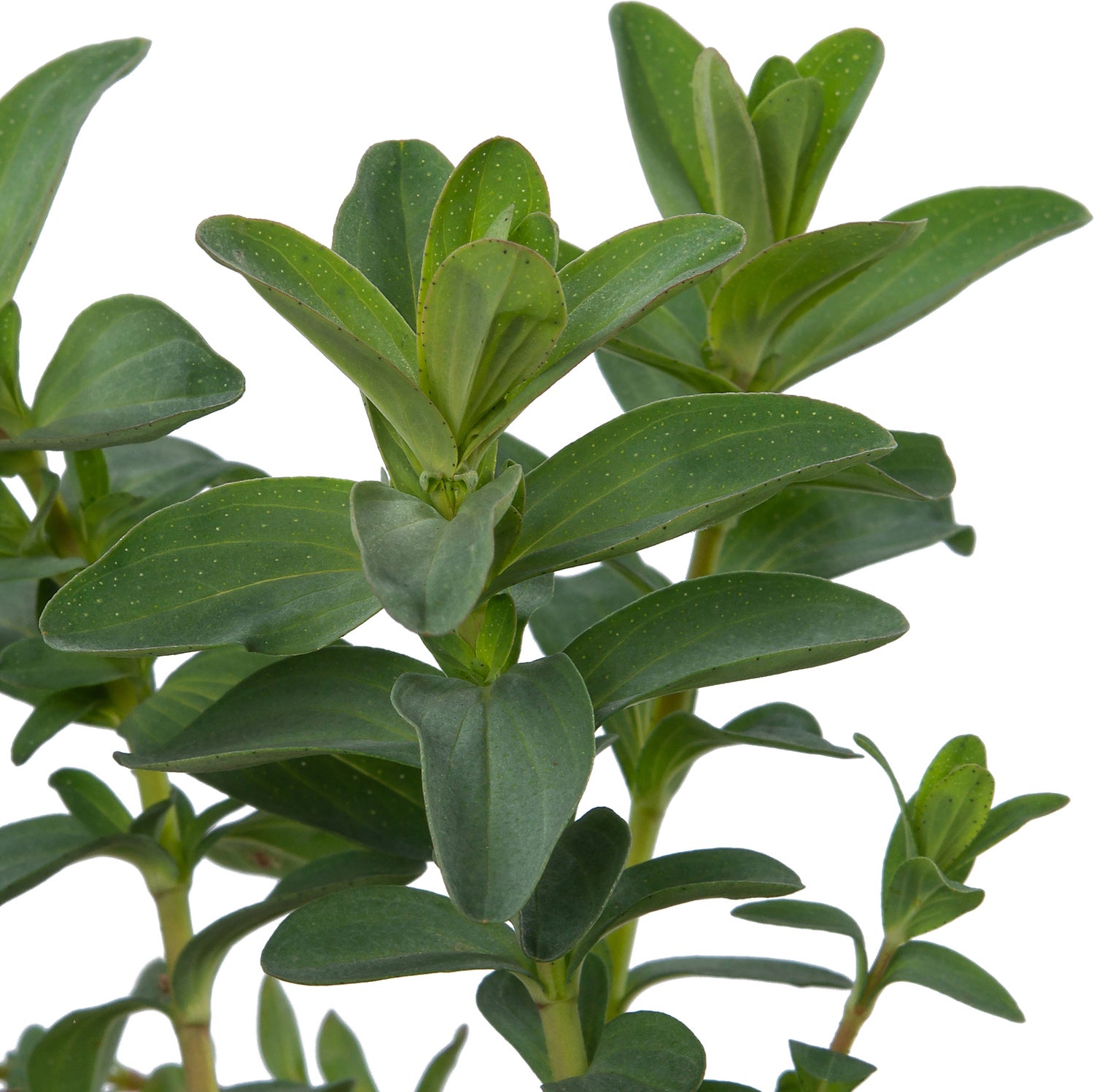 St.-Janskruid (Hypericum perforatum) D 9 H 10 cm