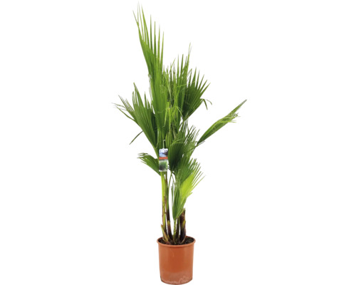 Washington palm, Petticoat palm FloraSelf Washingtonia robusta H ca. 140 cm Ø 27 cm pot, 35-jarig jubileumeditie FloraSelf