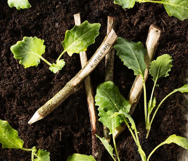 Bio Kohlrabi weiß, 6er Schale