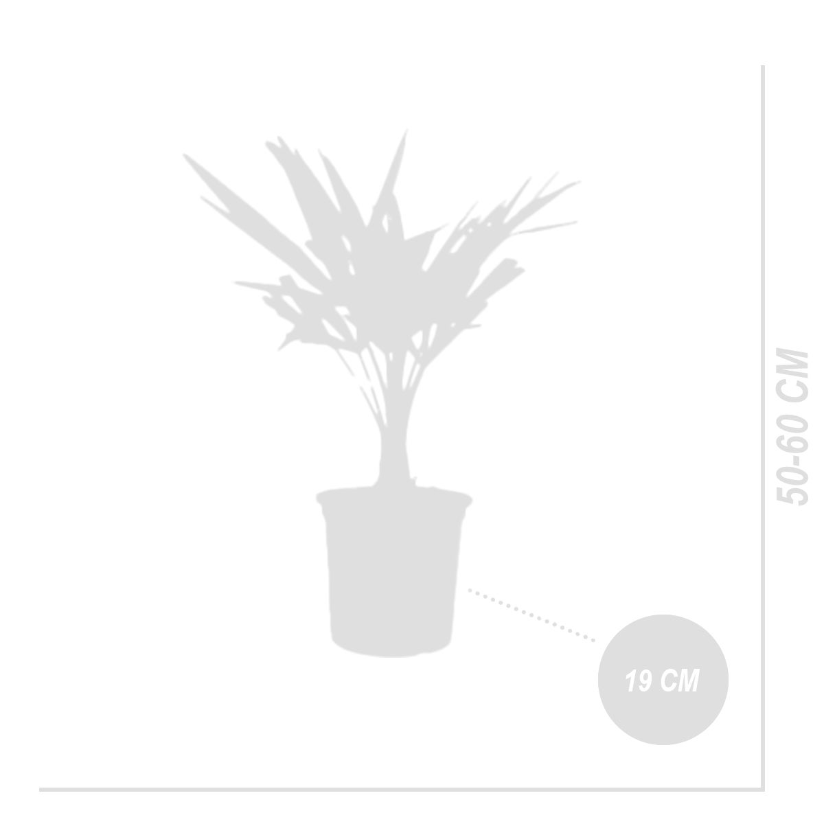 2x Trachycarpus Fortunei - Chinese waaierpalm - Palm - Winterhard - ⌀19 cm - ↕50-60 cm
