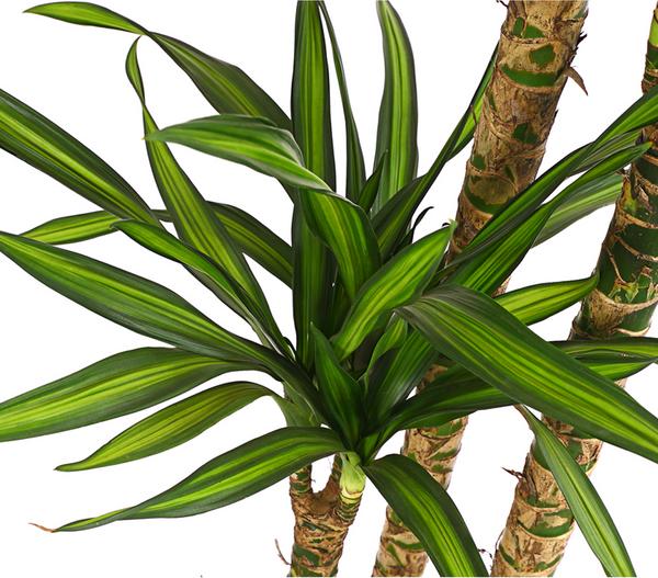 Drachenbaum - Dracaena fragrans 'Rikki'