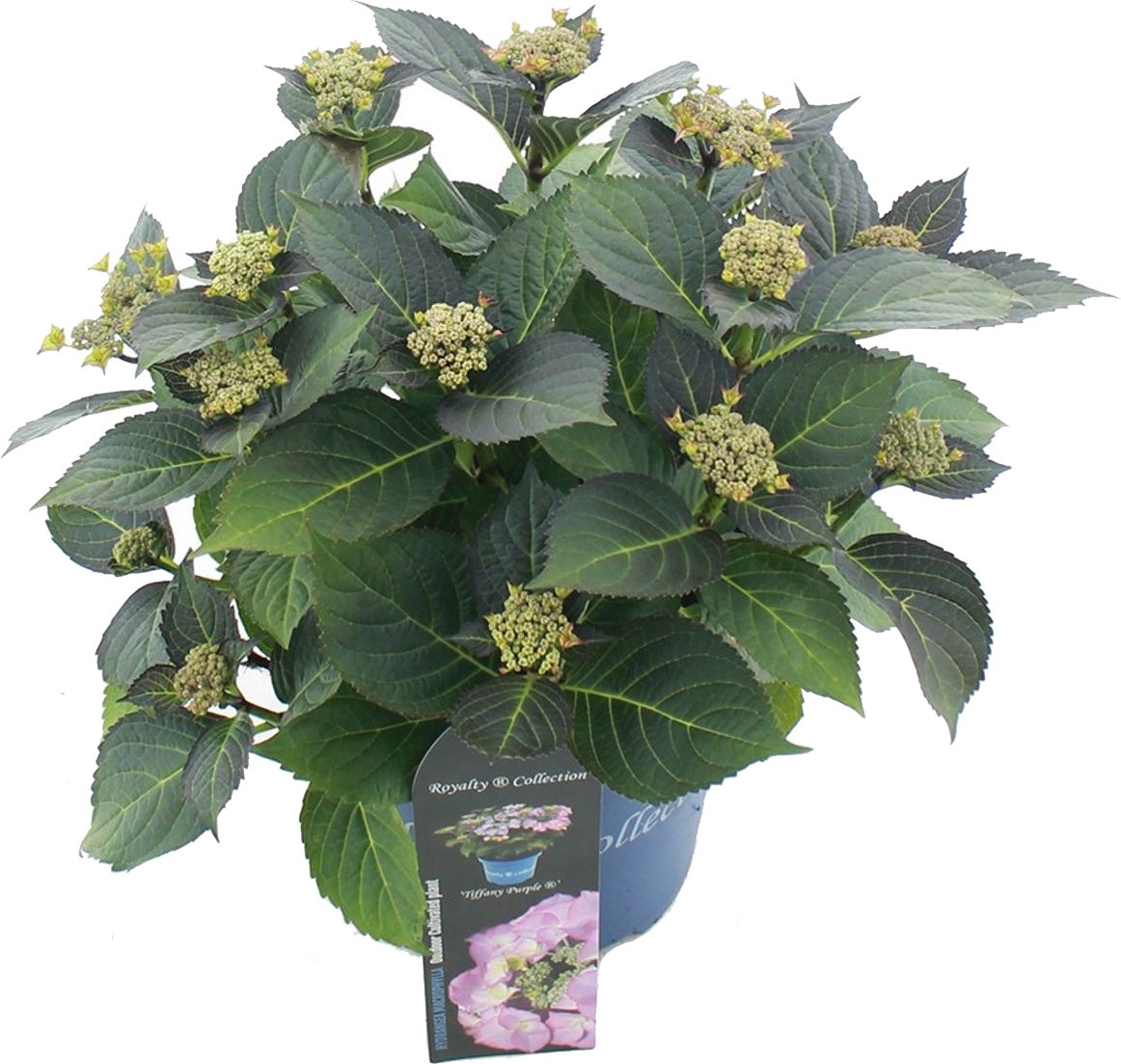 Hortensia (Hydrangea macrophylla 'RC Tiffany') paars D 23 H 45 cm