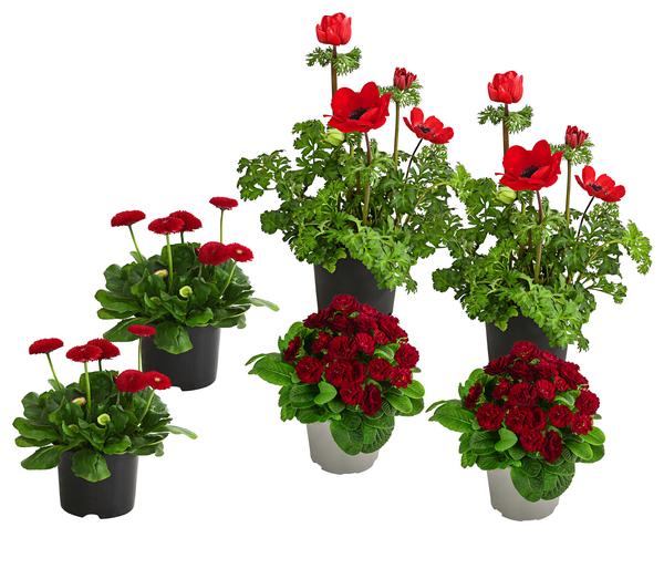 Beet- & Balkonpflanzen-Set Roter Frühling,