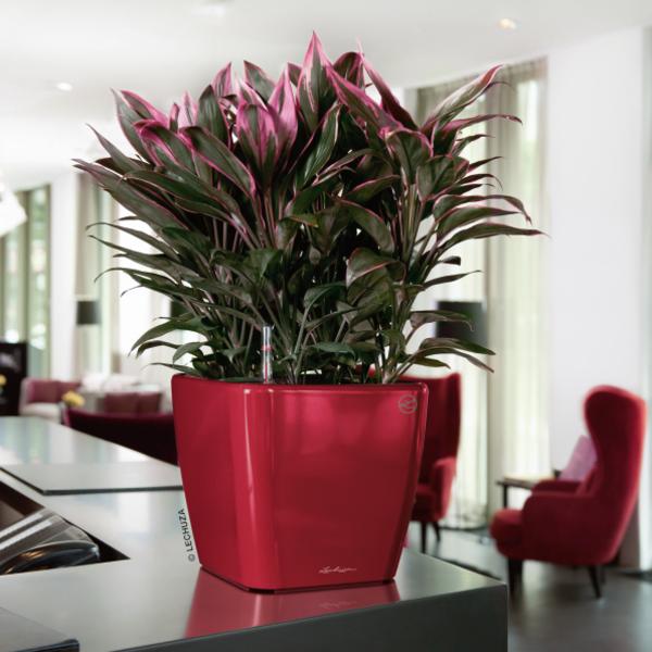 LECHUZA® QUADRO LS, All-in-One-Set