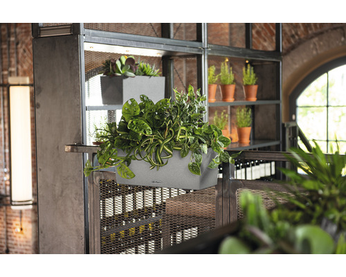 Lechuza Balconera Stone kunststof bloembak 50x19x19 cm grijs incl. zelfbewateringssysteem en plantinzet