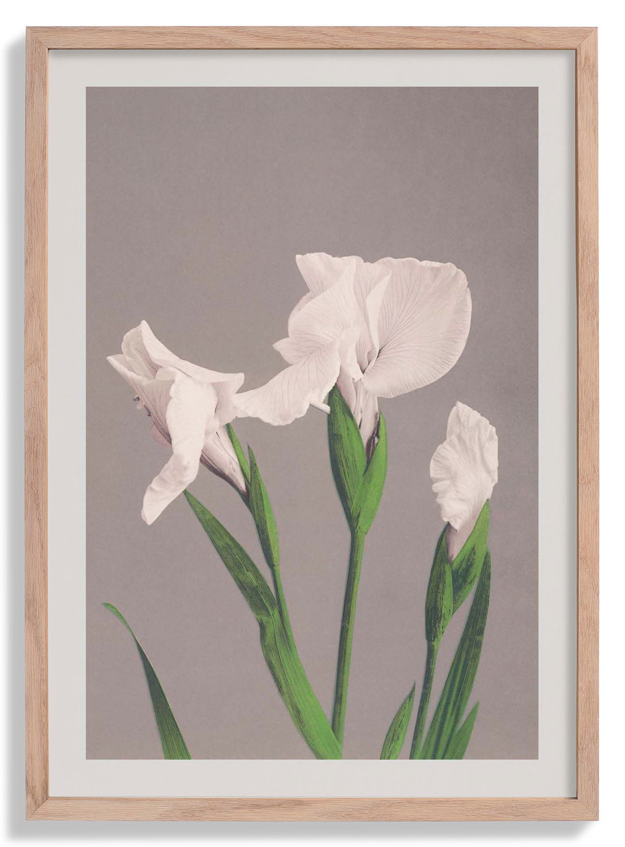 Weiße Iris von Ogawa Kazumasa