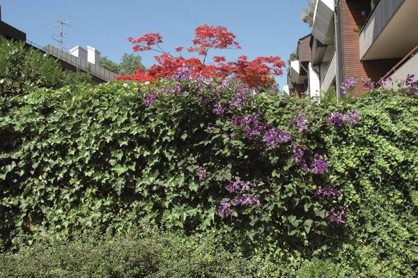 Hecke am laufenden Meter® Color - Efeu mit