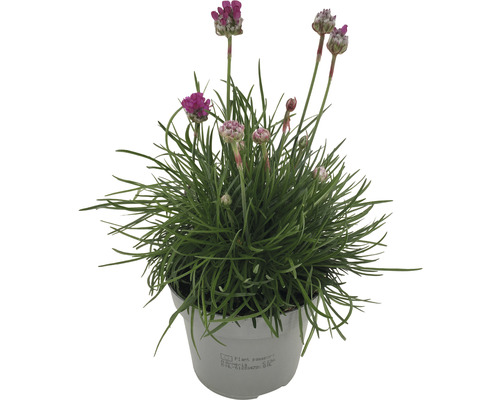 Vaste planten voor het voorjaar FloraSelf, diverse soorten, pot Ø 12 cm