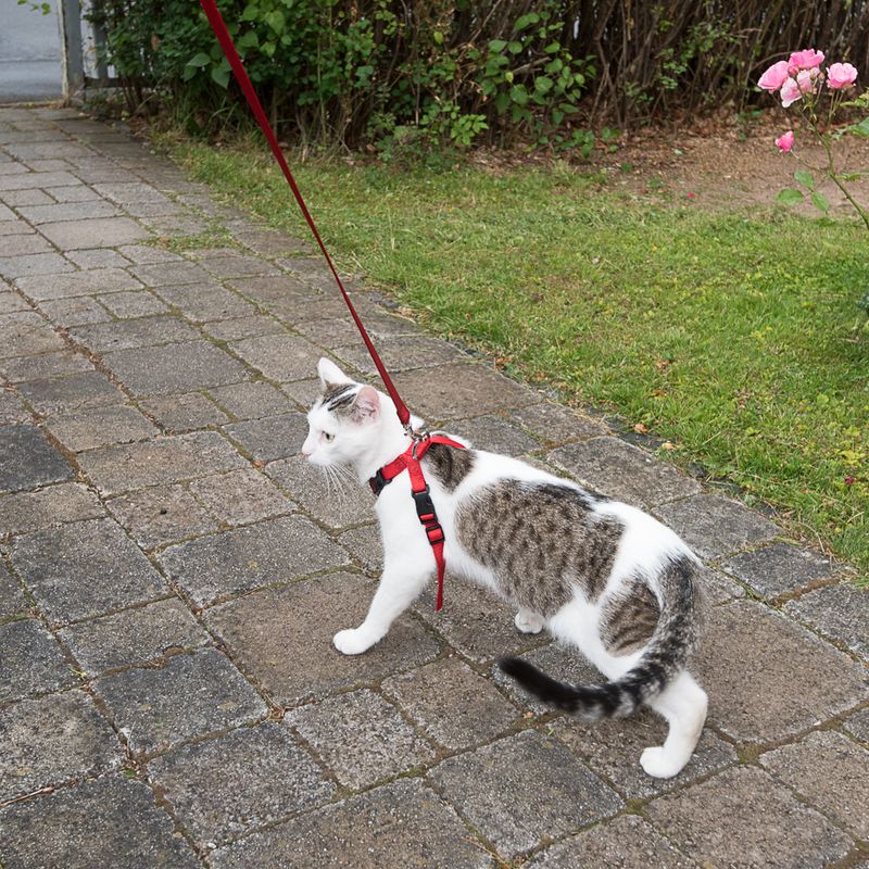 Harnais de sécurité pour voiture Trixie