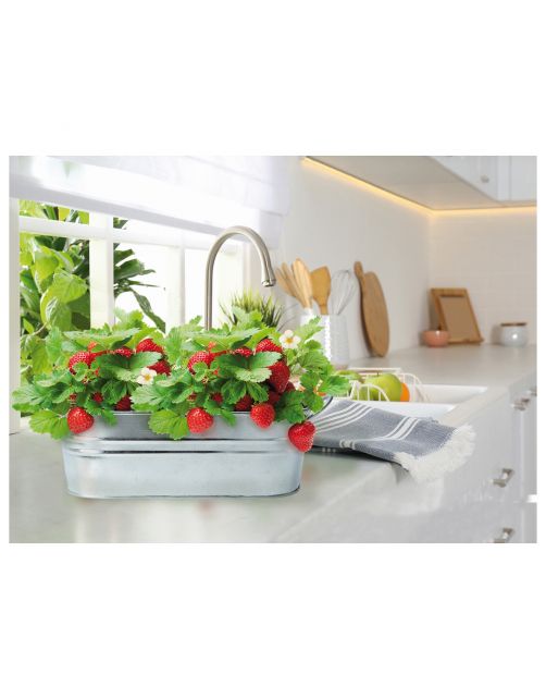 Buzzy Small Garden Sweet Strawberry - Kweeksets - per stuk