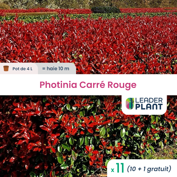 11 x photinia carré rouge en pot de 4 l