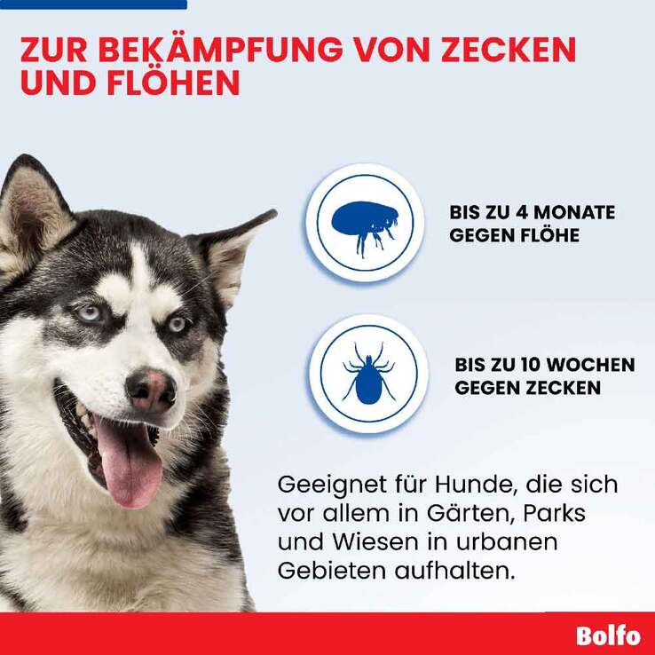 Bolfo Flohschutzband für große Hunde, 1 St