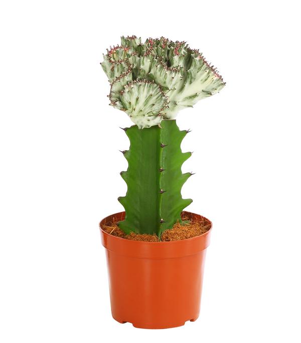 Korallen-Wolfsmilch - Euphorbia lactea,