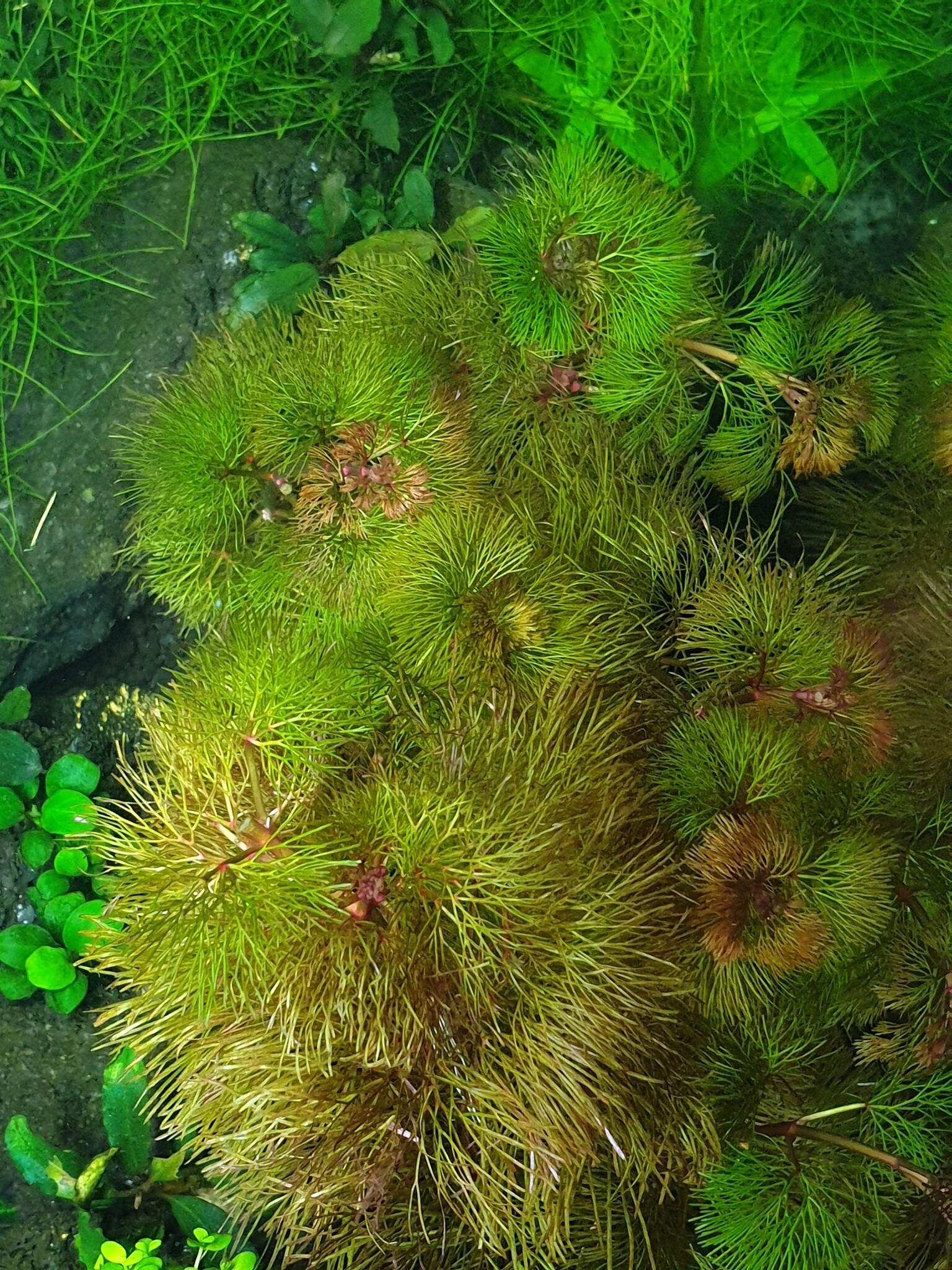 Waterplant Cabomba Furcata (Piauhyensis) | Aquariumplant