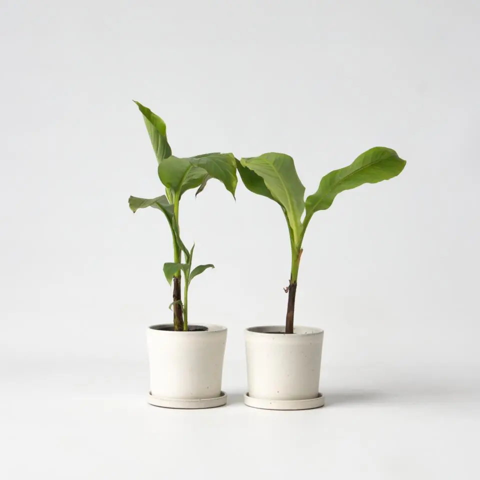 Bananenplant - Set van 2 - Musa basjoo - Hoogte 25-40cm - ⌀9cm