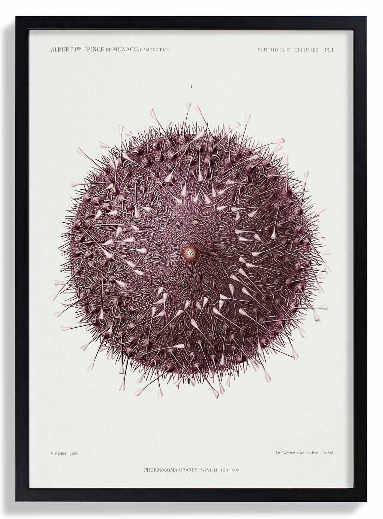 Seeigel
