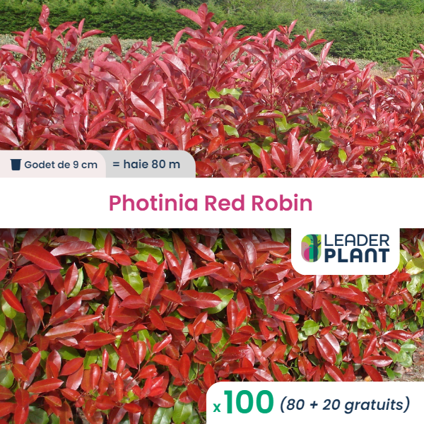 100 x photinia red robin en godet