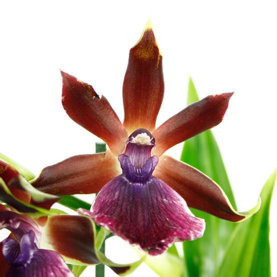 Orchidée Zygopetalum 1 tige - pot D.12 cm